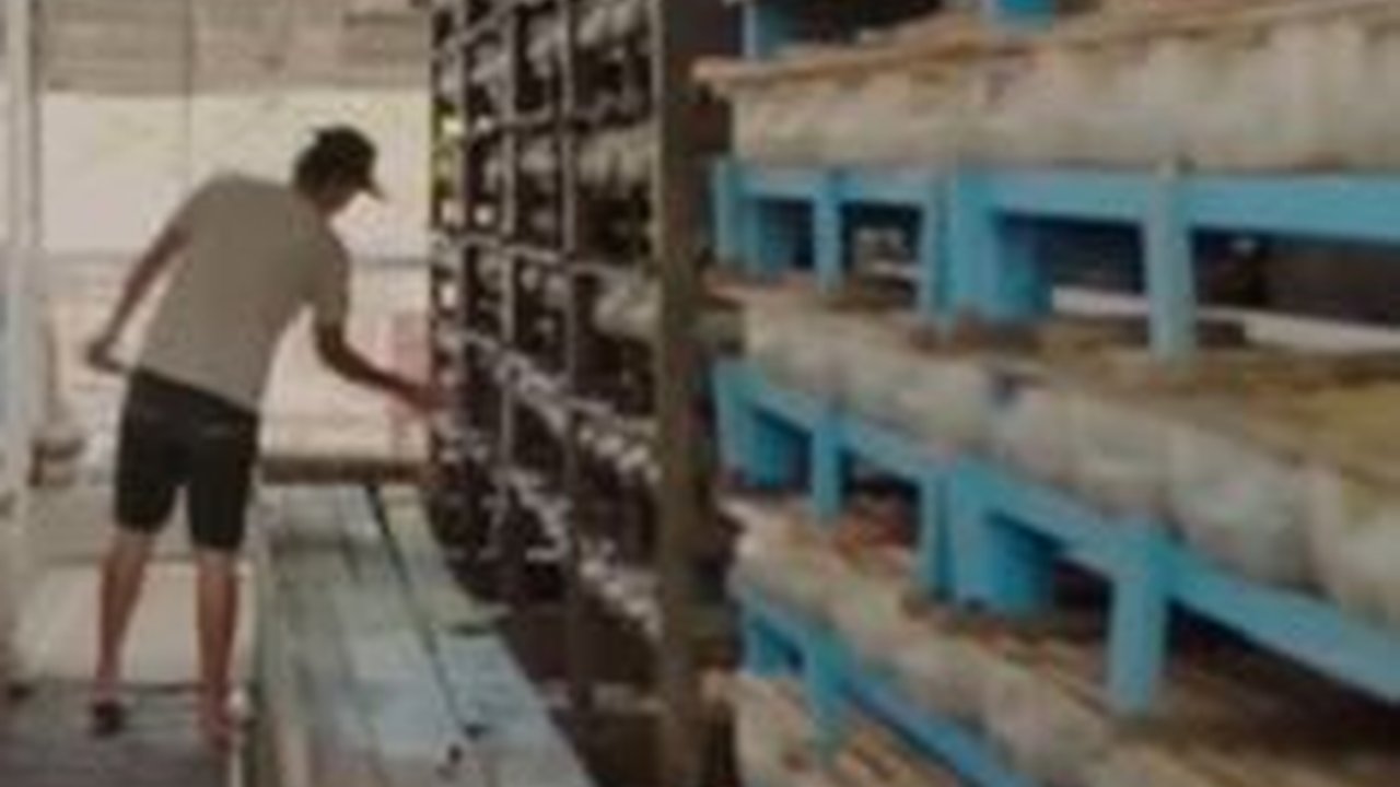 Unik, Pria Kebumen Budi Daya Kepiting Bakau Pakai Jerigen Bekas, Disusun Model Apartemen Bertingkat