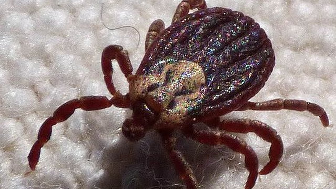 Cara Menghilangkan Tumbila di Kasur, Ampuh dan Mudah Dilakukan