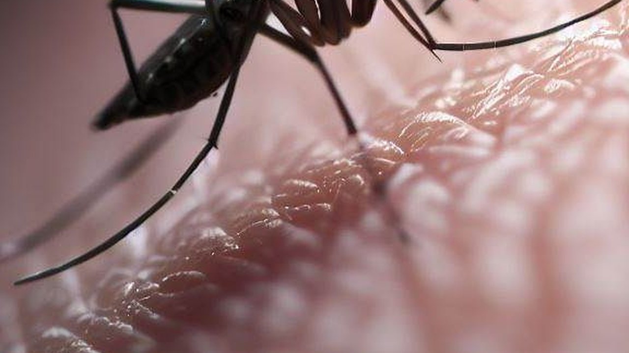 Kemenkes: Wolbachia Bisa Bikin Nyamuk Penyebab DBD Mandul