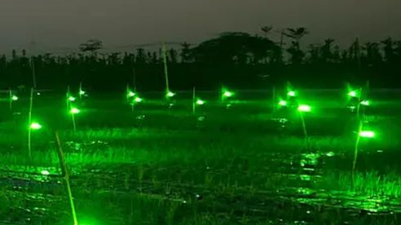 Usir Hama dengan Lampu Gemerlap di Sawah, Petani Bawang Merah Banyuwangi Hasilkan Cuan Melimpah