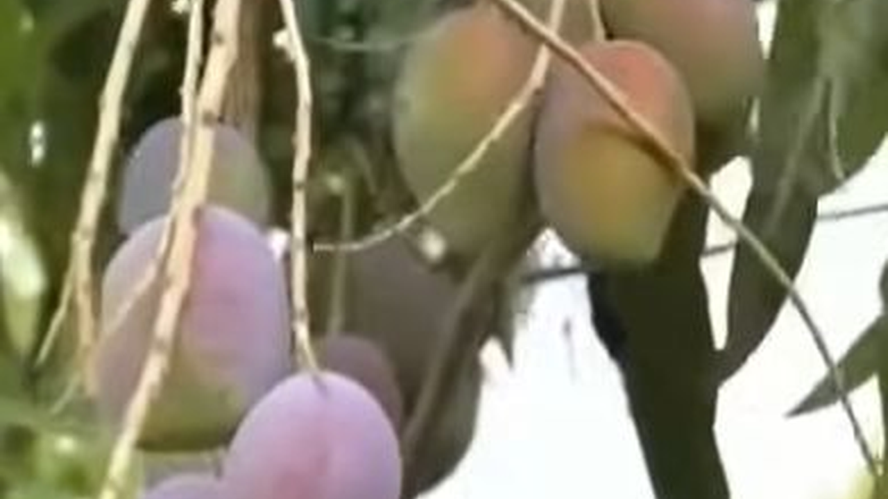 Mengunjungi Hutan Mangga di Indramayu, Luasnya 200 Hektare dan Ada Pohon Purba Raksasa
