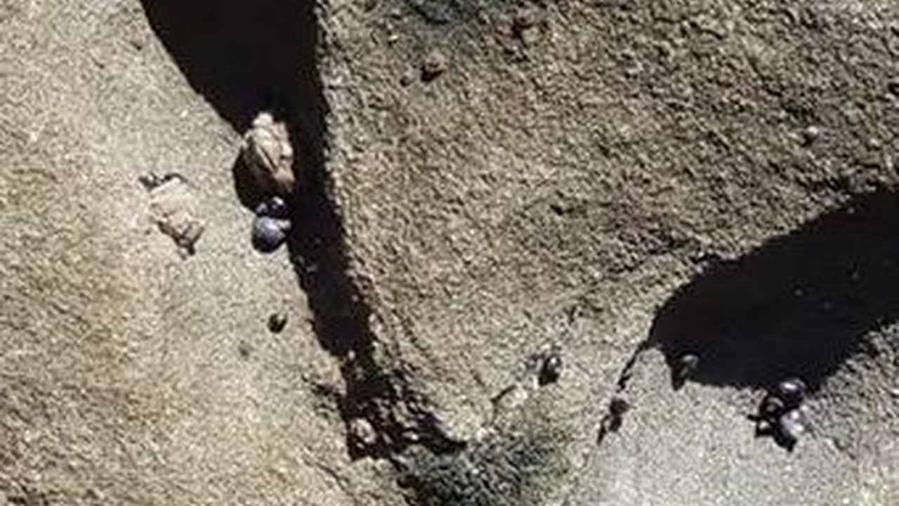 Peneliti Temukan Jejak Kaki Berusia 120 Juta Tahun Pada Lapisan Batuan Laut