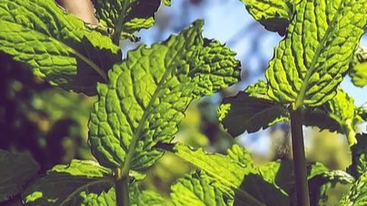 Manfaat Teh Spearmint bagi Kesehatan, Kurangi Jerawat hingga Tingkatkan Daya Ingat