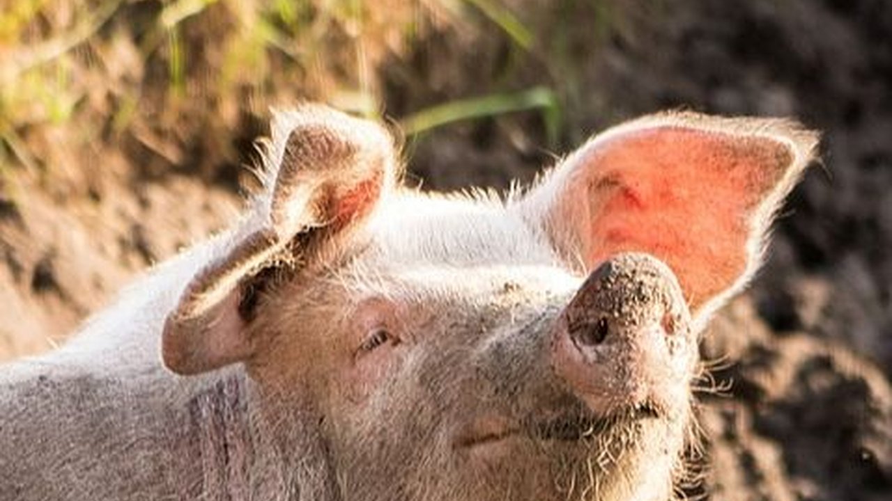 Viral Kelahiran Anak Babi Mirip Sosok Bayi Manusia di  NTT, Ini Fakta di Baliknya
