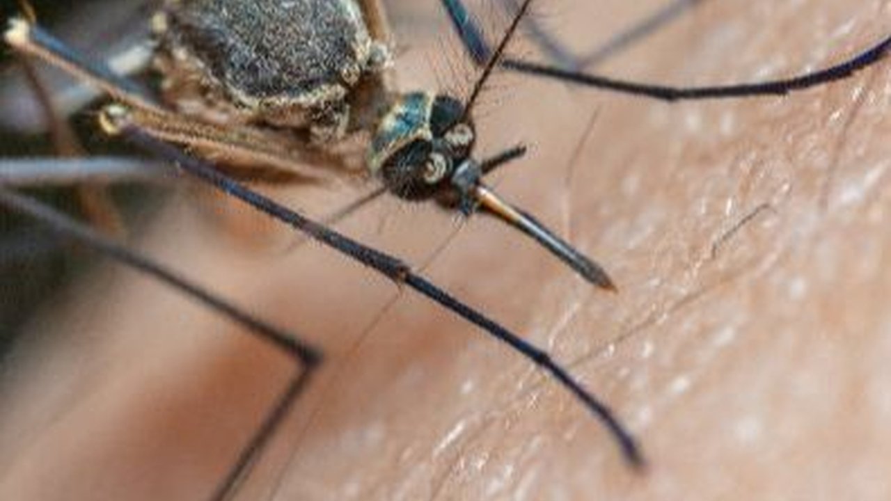 Peneliti UGM Bantah Nyamuk Wolbachia Jadi Senjata Pembunuh Manusia