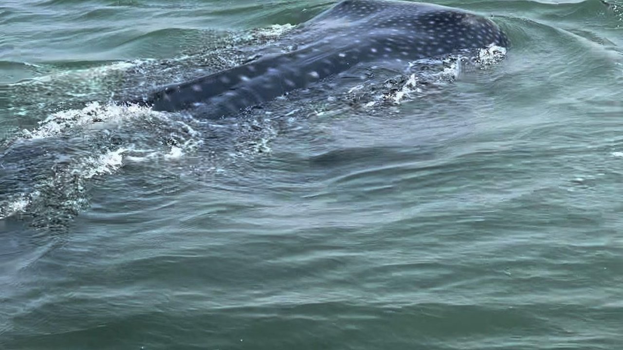 VIDEO: Penampakan Dua Hiu Paus Tutul di Laut Jakarta