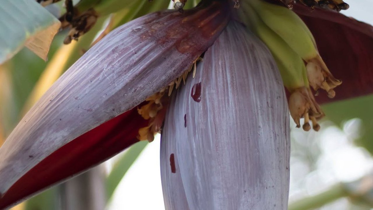 14 Manfaat Kesehatan Jantung Pisang atau Ontong, Tingkatkan Energi Hingga Turunkan Risiko Diabetes