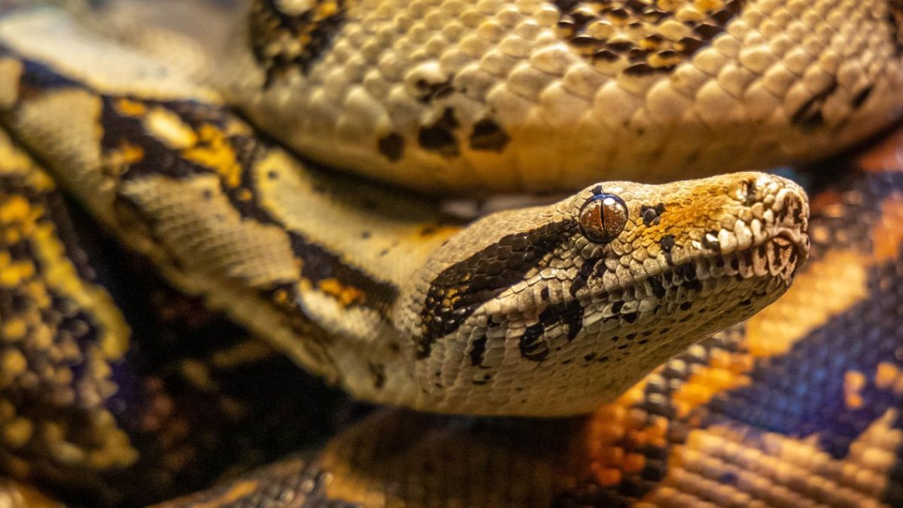 Induk Ular Sanca dan 7 Anaknya Bersarang di Bawah Teras Warga Tangerang