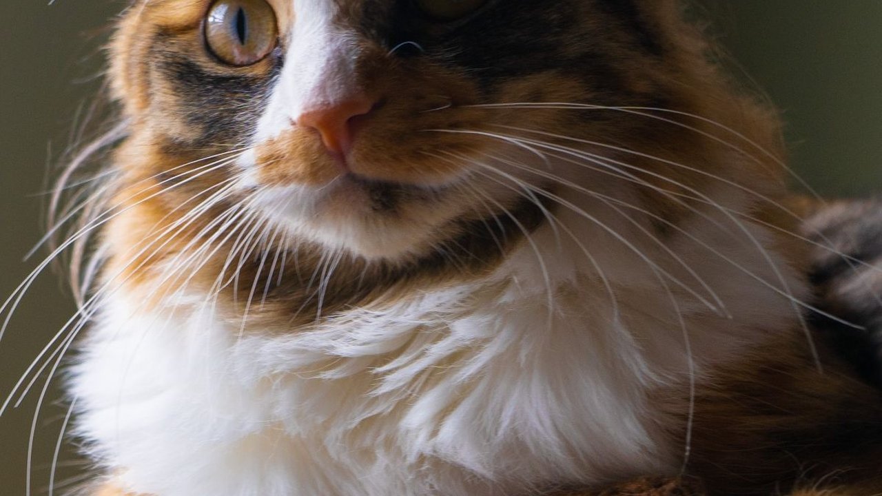 Mengenal Hairball pada Kucing dan Cara Mengatasinya dengan Tepat