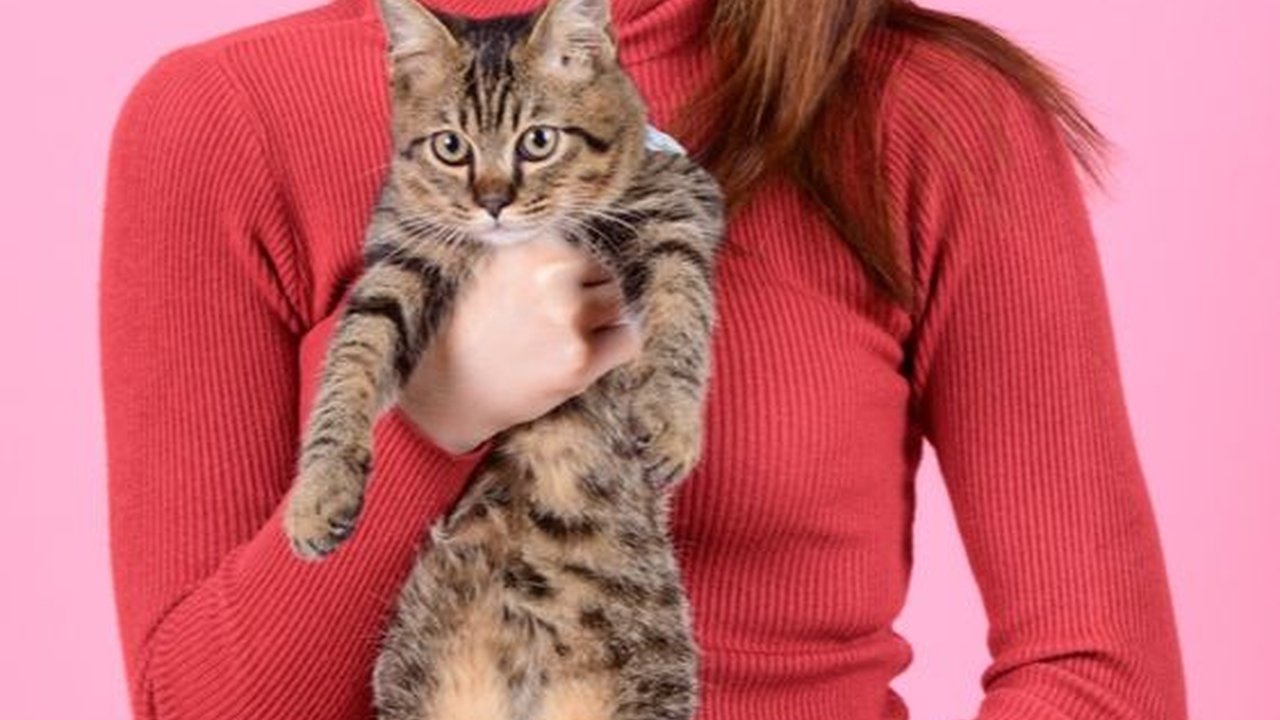 5 Hal yang Harus Dipersiapkan Sebelum Memelihara Kucing, Bikin Anabul Nyaman di Rumah