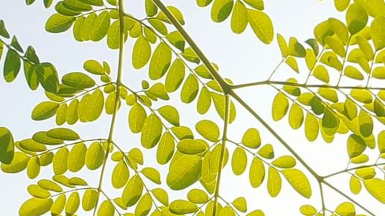 15 Manfaat Luar Biasa dari Daun Kelor atau Moringa, Mulai Lancarkan ASI hingga Cegah Kanker