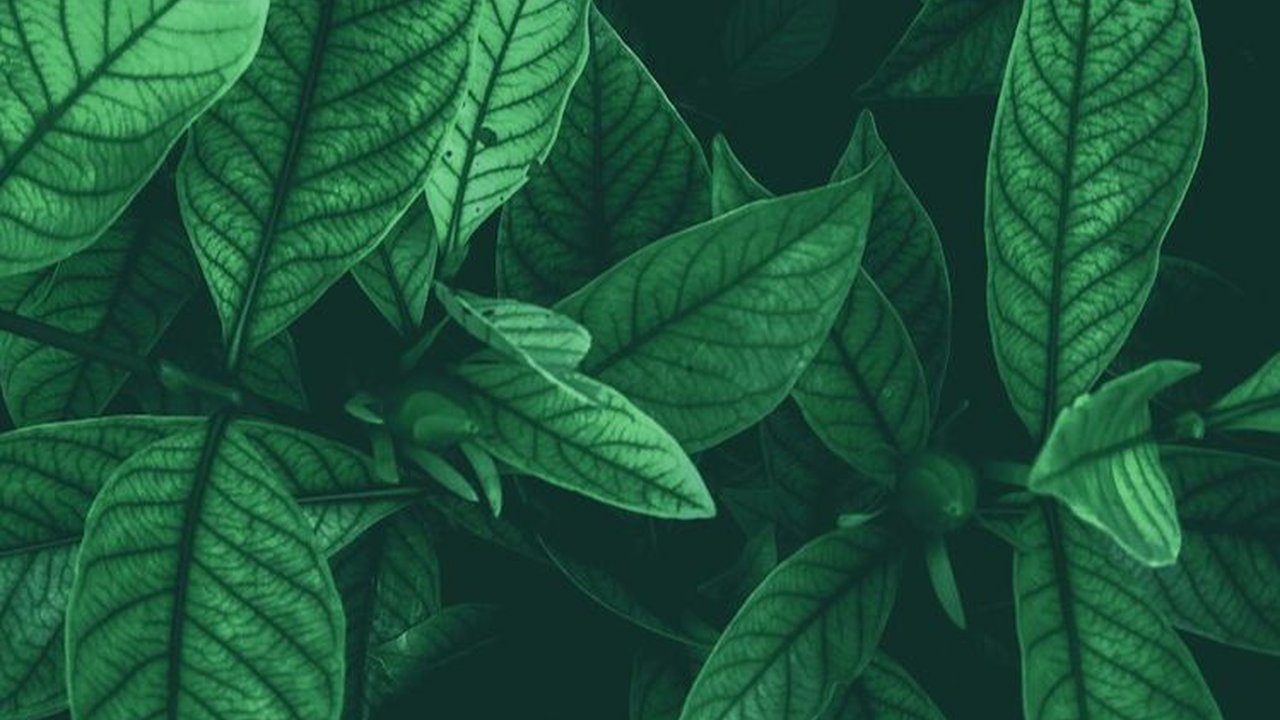 Macam-Macam Daun dan Contohnya, Kenali Karakteristiknya