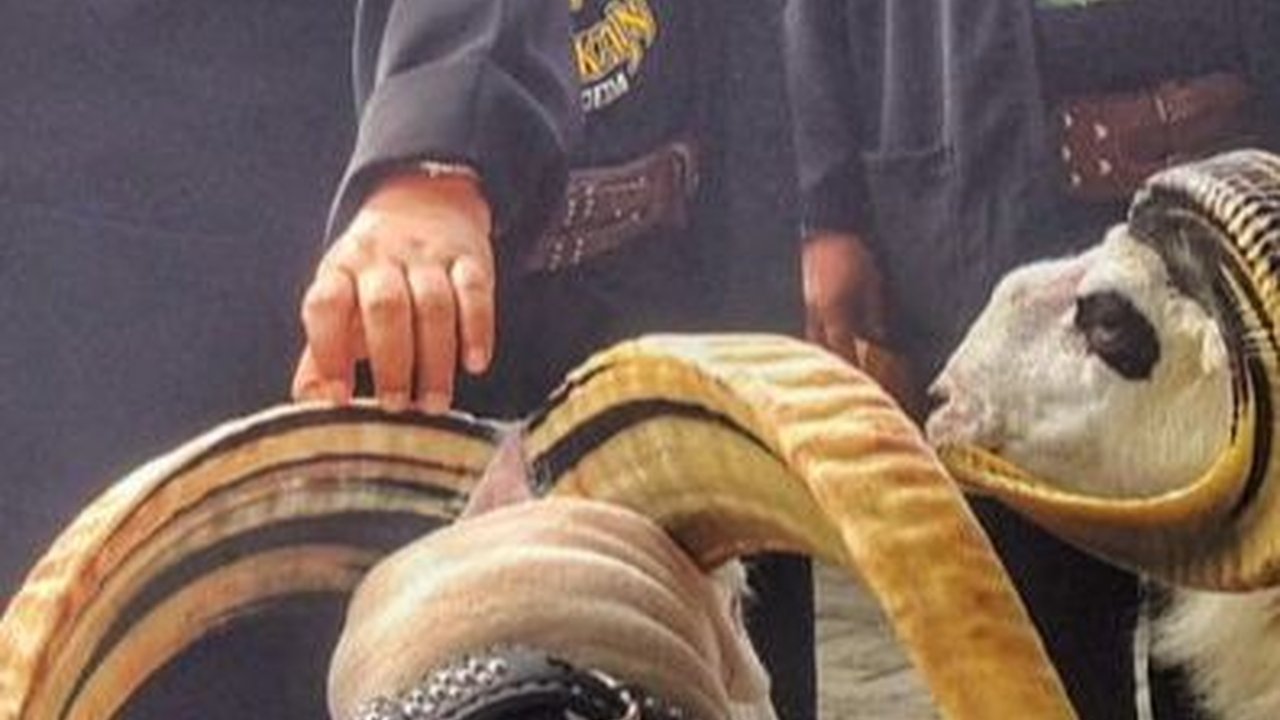 Domba Asli Garut Dipasangi Chip untuk Menjaga Keaslian Genetik