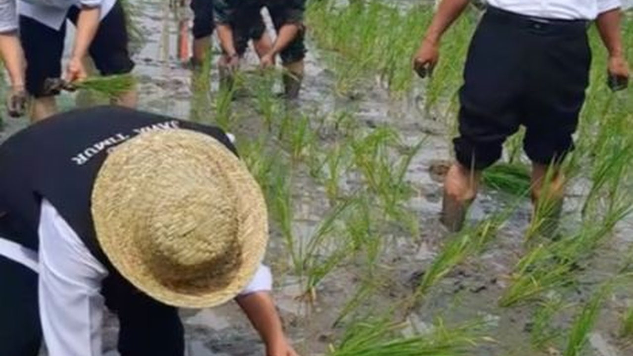 Sengit, Ibu Gubernur Lomba Tanam Padi lawan Menteri Pertanian di Sawah, Siapakah Pemenangnya?