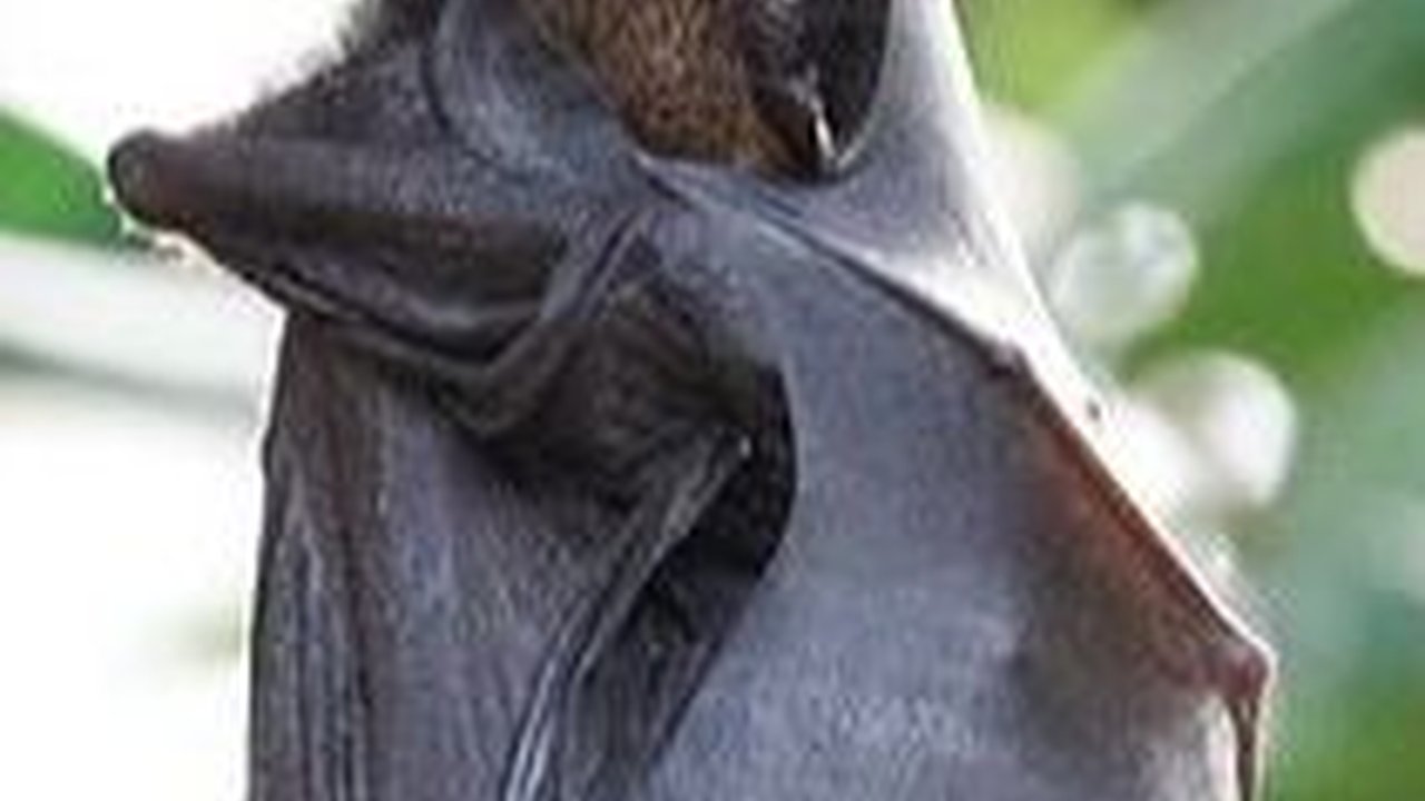 10 Hewan yang Disebut Sebagai Vampir karena Perilakunya