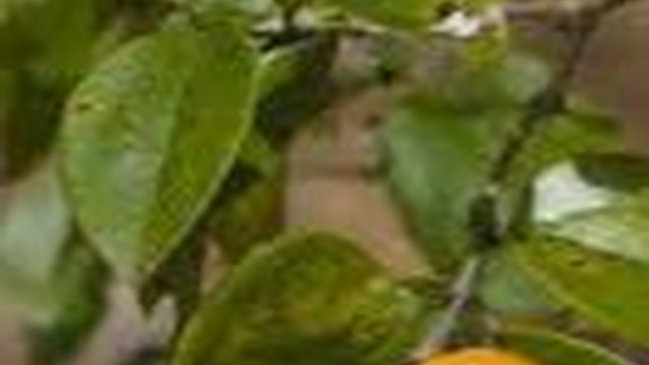 Manfaat Kayu Ular untuk Kesehatan, Bantu Turunkan Demam hingga Sakit Pinggang