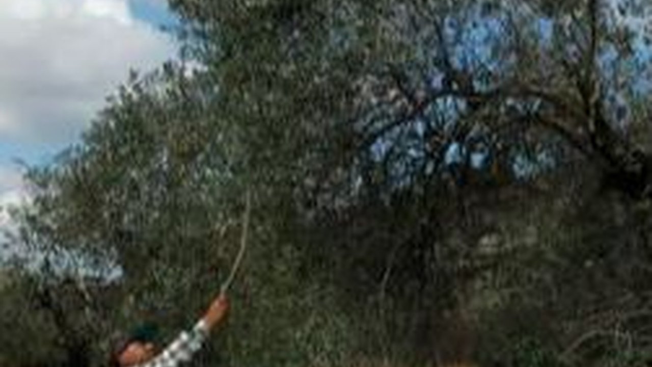 Petani Lebanon Memanen Zaitun di Tengah Deru Jet Tempur Israel: Kami Tidak Takut