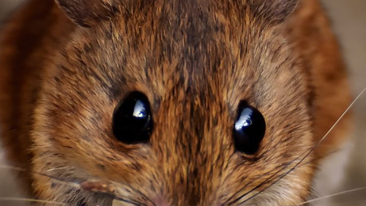 Tikus dan Manusia Ternyata Punya Kesamaan Perilaku, Ini Faktanya