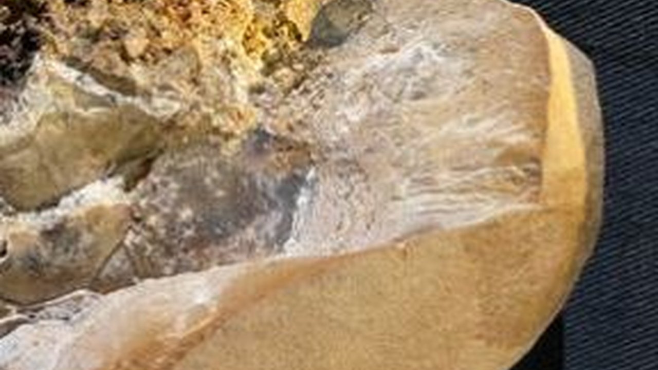 Ini Jantung Tertua di Dunia Berusia 380 Juta Tahun, Tapi Bukan Organ Manusia