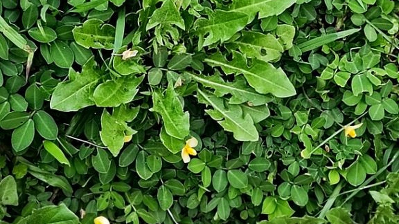 13 Manfaat Dandelion, Gulma yang Bisa Disantap dan Bergizi Tinggi serta Cara Mengolahnya