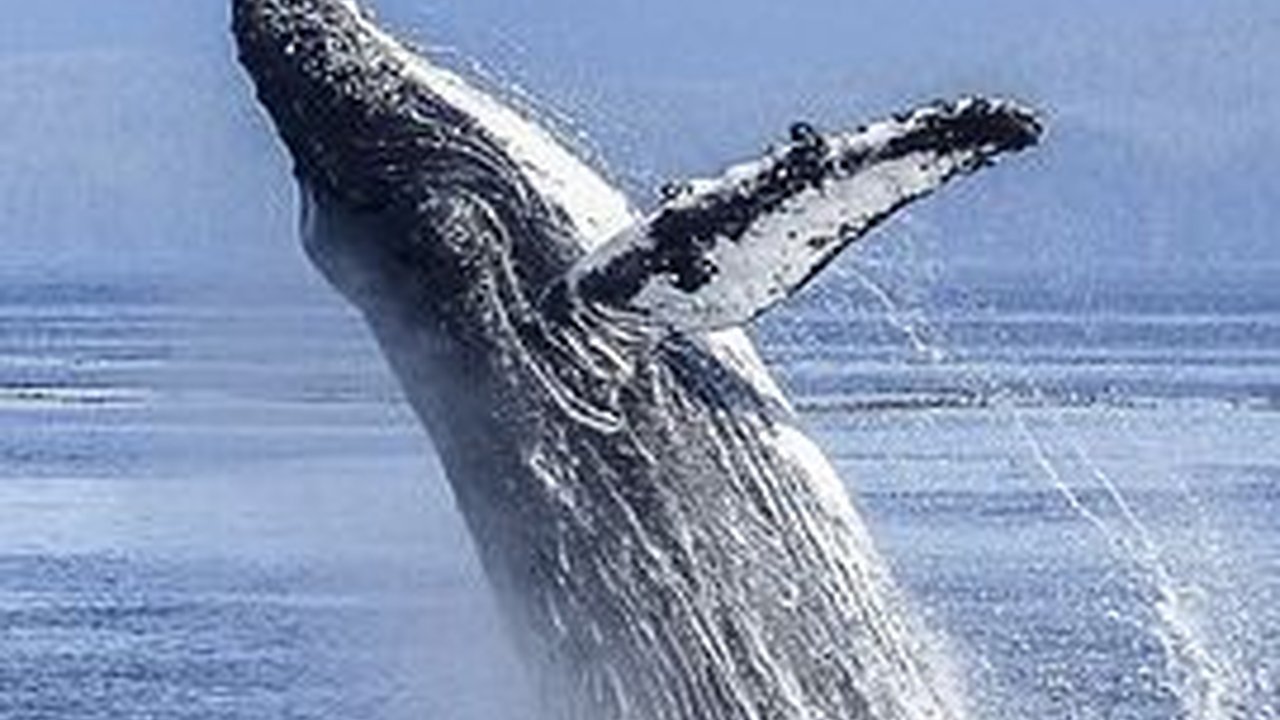 Doa Nabi Yunus dan Artinya, Ketahui Manfaat Keutamaannya