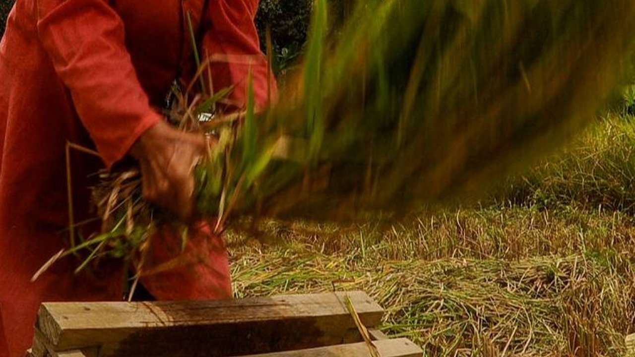 FOTO: Dampak Gagal Panen, Harga Gabah Melonjak Tinggi Rp750 Ribu per Kwintal