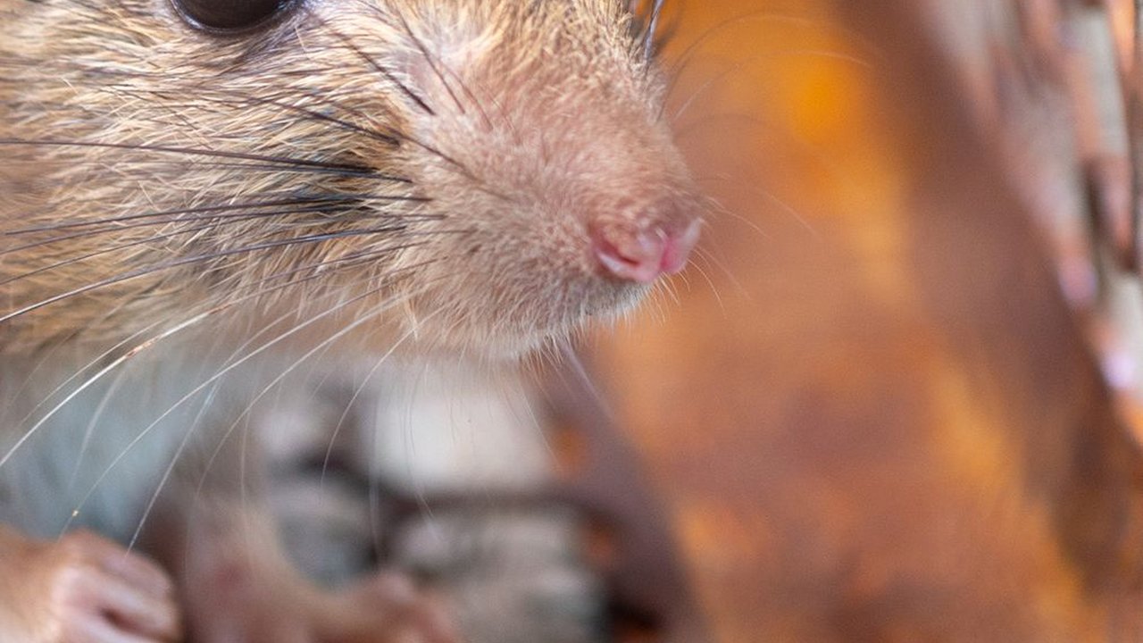 Waspadai Gejala Leptospirosis dan Penyebabnya, Sering Muncul di Musim Pancaroba
