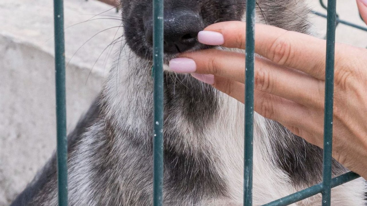 Viral Aksi Pria di Medan Pukul Anjing dengan Kayu di Depan Rumah Warga, Terekam CCTV