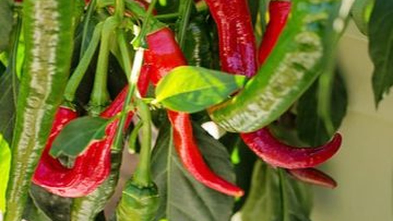 Manfaat Cayenne Pepper bagi Kesehatan, Kurangi Peradangan hingga Tingkatkan Stamina