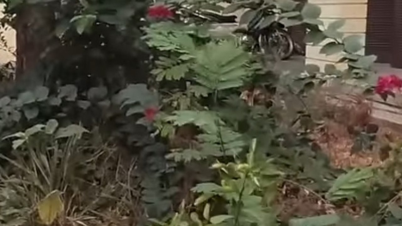 Pernah Dibersihkan, Begini Kondisi Terbaru Rumah Tiko dan Bu Eny yang Kini Kembali Dipenuhi Semak Belukar