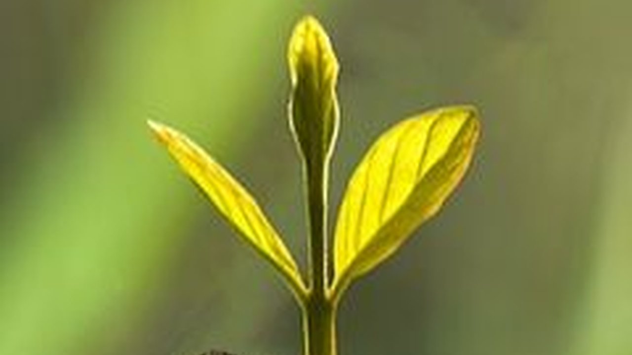 Fenotip dan Genotip adalah Pewarisan Sifat Organisme, Ketahui Konsep dan Contohnya