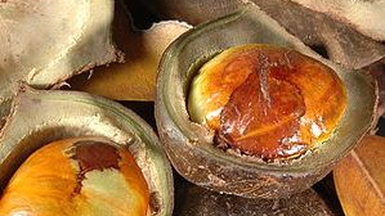 8 Manfaat Jengkol Bagi Kesehatan, Beraroma Tak Sedap Dengan Ragam Khasiat