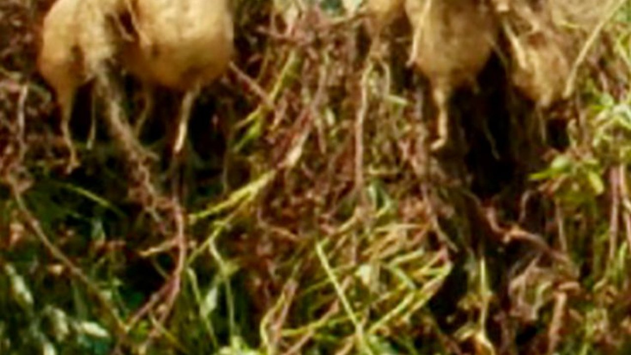 Ubi Jalar Madu Lereng Semeru, Tanaman Pencetak Cuan saat Kemarau