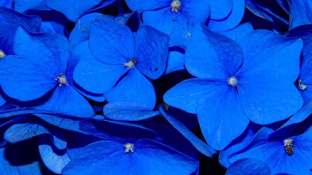 Makna dari Warna Biru dalam Psikologi, Berikut Penjelasannya