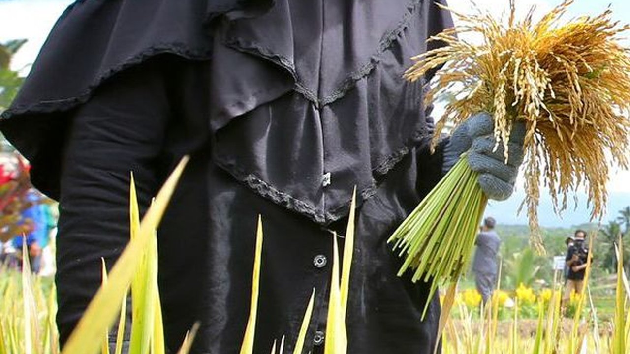 DPR: Insentif Harga Membuat Petani Semangat Tingkatkan Produksi Disaat El Nino