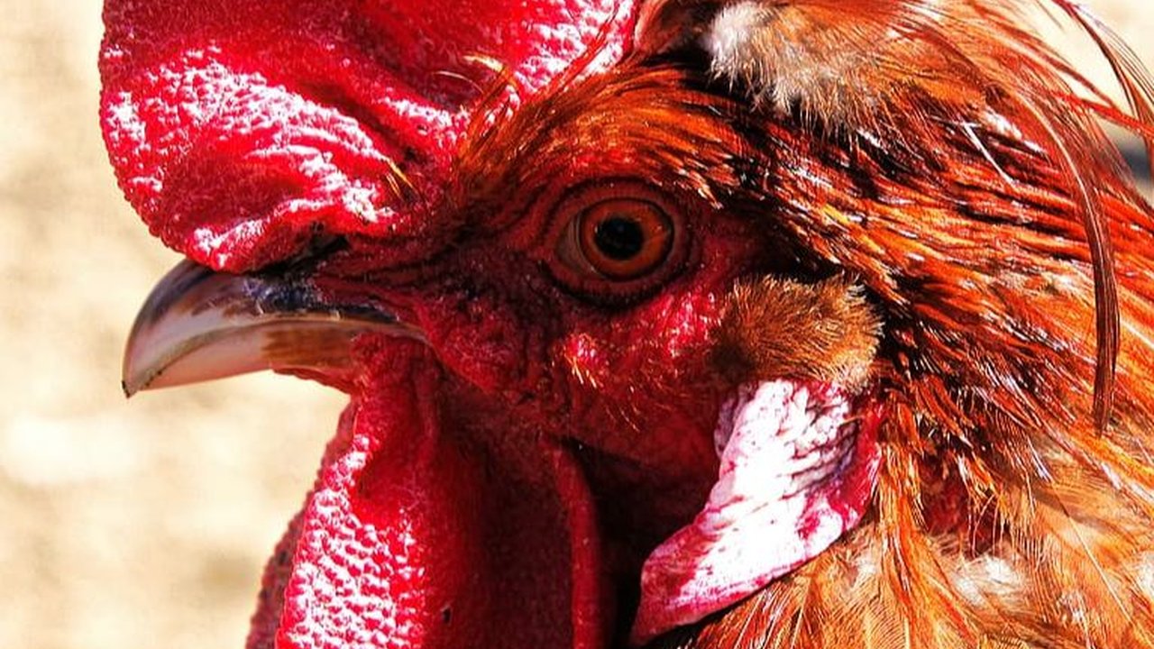 Jenis Ayam Aduan Paling Mematikan dan Populer, Kenali Cirinya