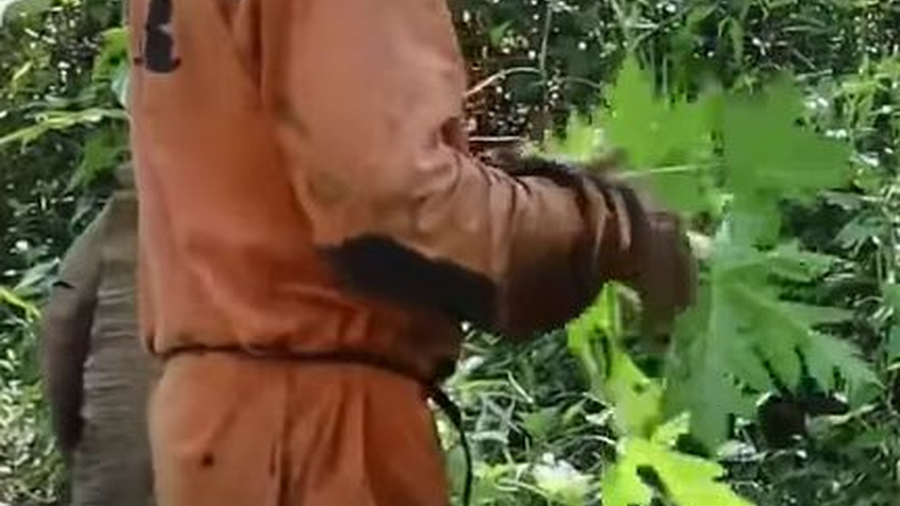 Berladang Jauh di Dalam Hutan, Petani Pangandaran Makan Ini Demi Bertahan Hidup