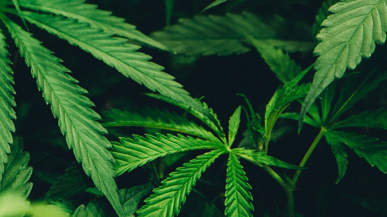 2 Desember 2020: Penghapusan Ganja dari Daftar Obat Terlarang Oleh WHO