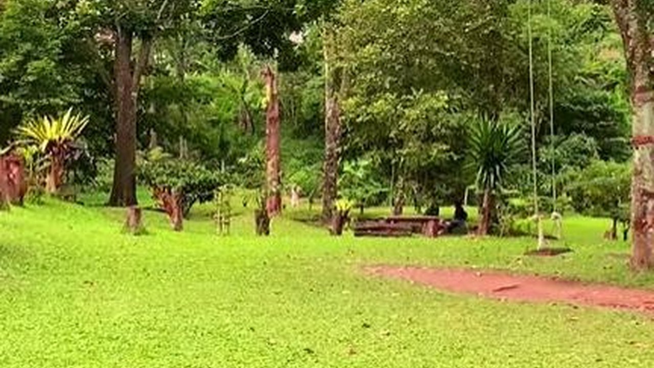 5 Rumput dengan Pertumbuhan Paling Cepat