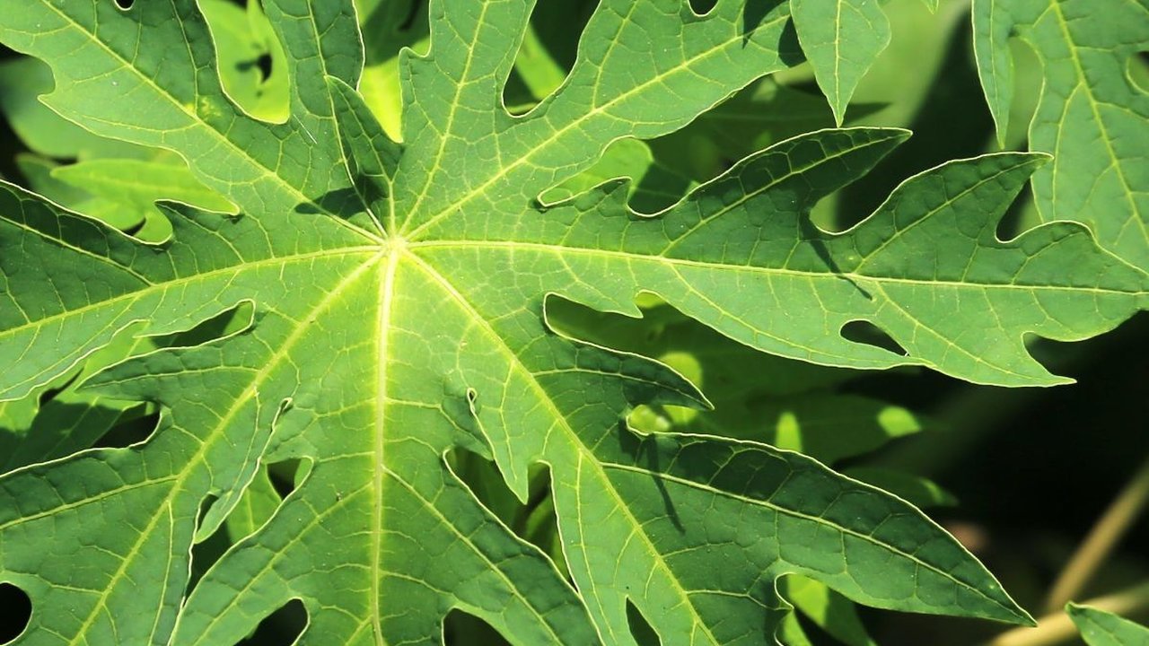 Cara Mudah Hilangkan Rasa Pahit Daun Pepaya dengan Daun Senggani
