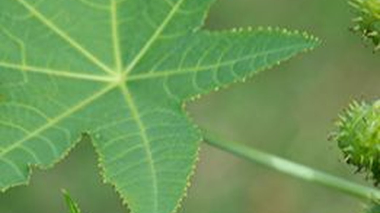 Daun Jarak Punya Banyak Manfaat untuk Tubuh, Bisa Obati Sakit Gigi