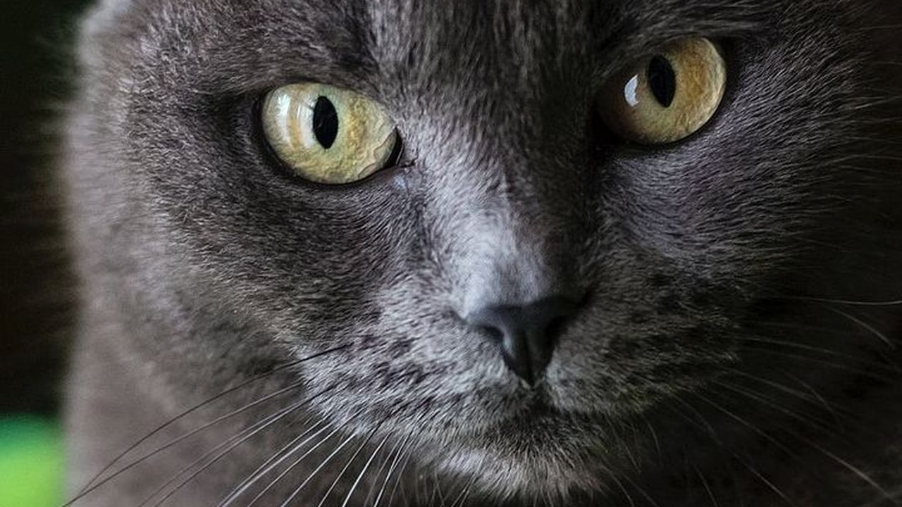 120 Nama Kucing Jantan, Beri Kesan Gagah dan Keren pada Anabul Kecintaanmu