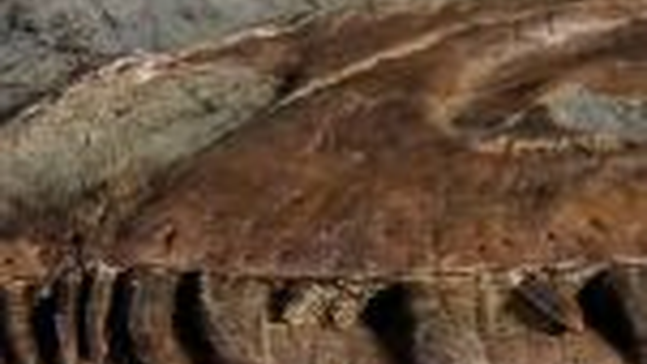 Ilmuan Temukan Makanan Terakhir di Dalam Perut Tyrannosaurus Berusia 75 Juta Tahun