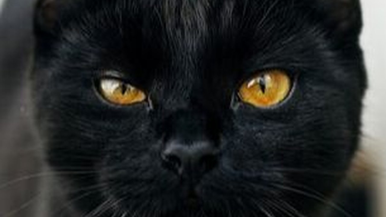 Mengungkap Misteri Kucing Hitam, Keberuntungan, Mitos, dan Fakta Menariknya