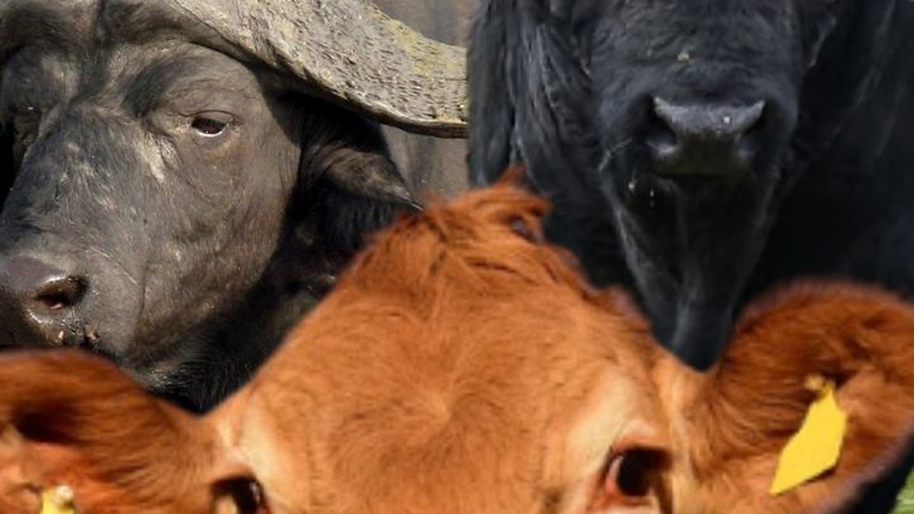 Serupa tapi Tak Sama, Ini Perbedaan Sapi, Kerbau, dan Banteng