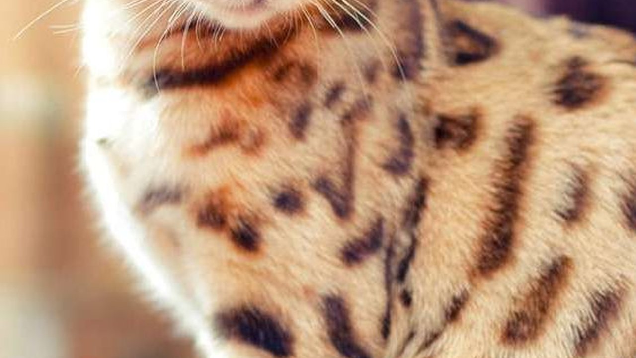 Ciri-Ciri Kucing Bengal dan Cara Merawatnya, Kenali sebelum Adopsi