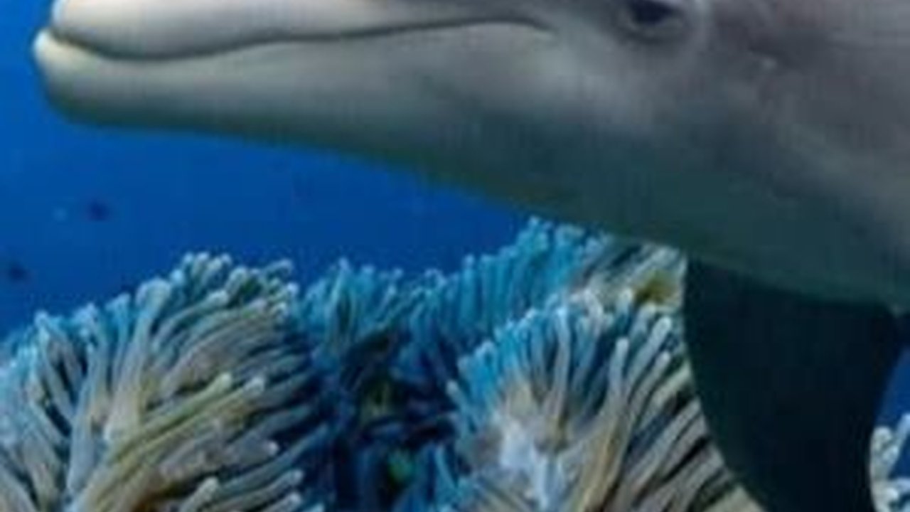 Ilmuwan Temukan Lumba-Lumba Langka, Ada Jempolnya Seperti Manusia