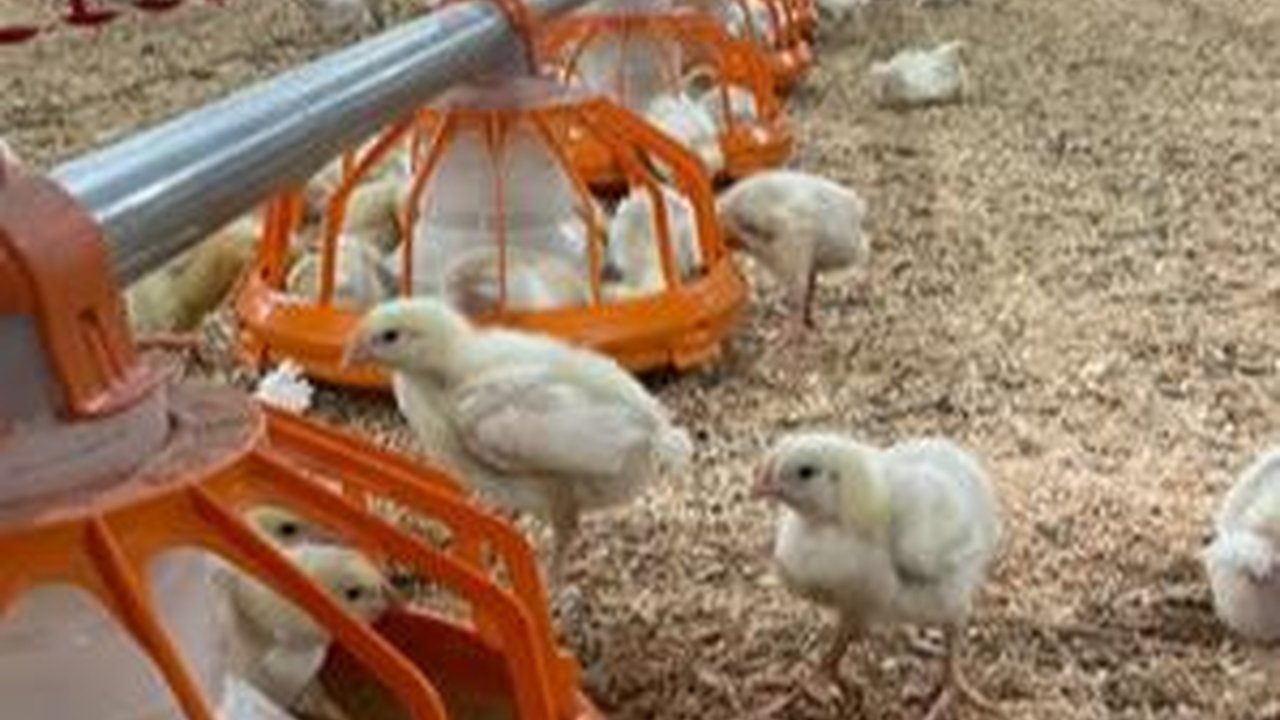 Budi Daya Hewan yang Paling Mudah, Cukup di Rumah Saja!