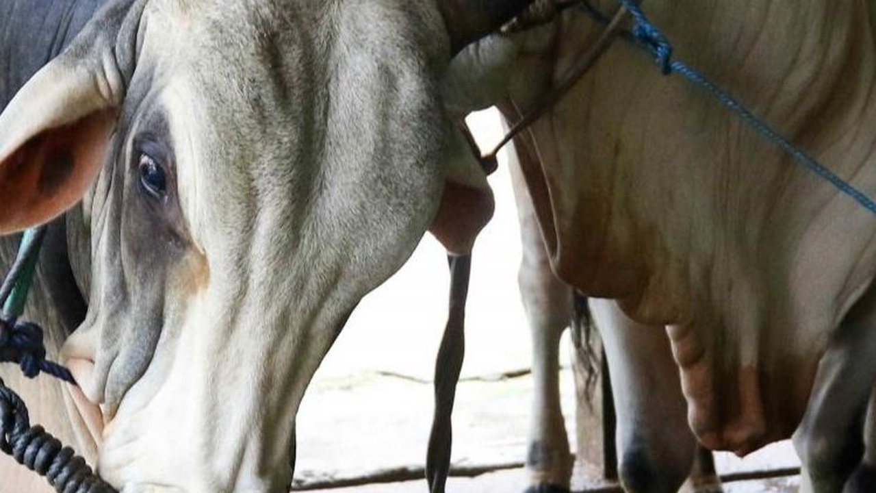 FOTO: Kreativitas Warga Pancoran Ciptakan Biogas dari Kotoran Sapi