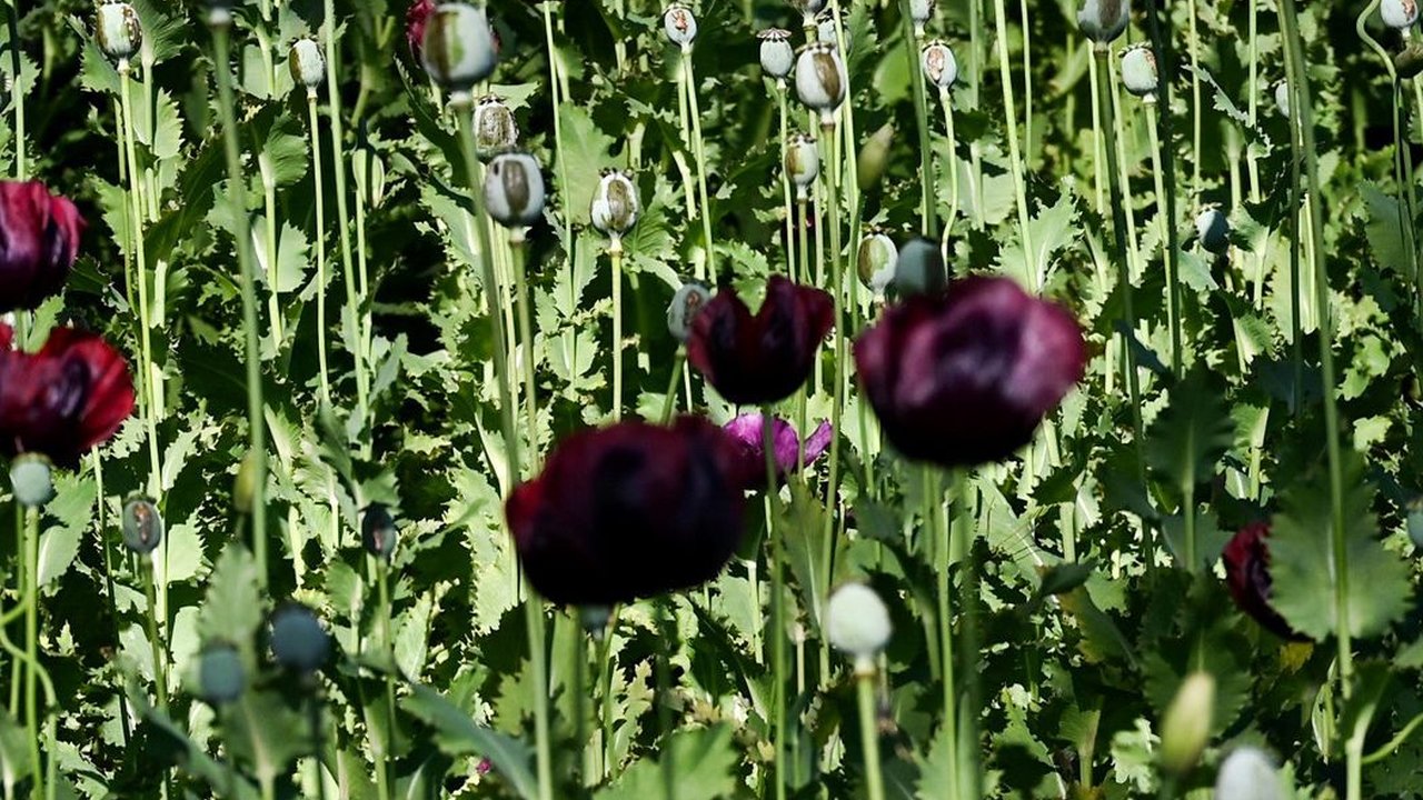 Negara Ini Geser Afghanistan Sebagai Produsen Opium Terbesar di Dunia
